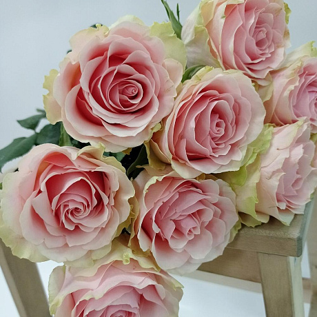 Нежно-розовые пионовидные розы - Фото 2