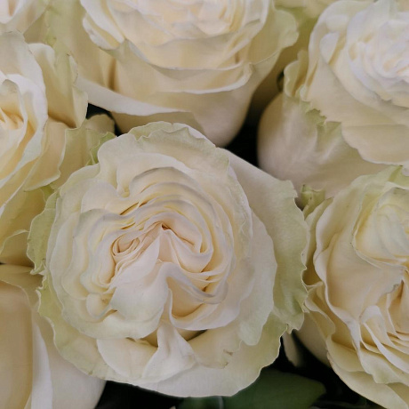 Букет из 25 роз Эквадор Мондиаль 50см - Фото 4