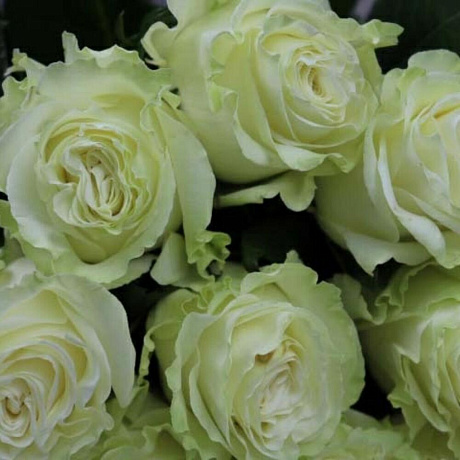 Роза Мондиаль Эквадор 25 штук - Фото 2