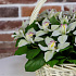 Корзина из 25 белых орхидей. N831 - Фото 3