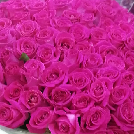 Букет из 101 эквадорских роз в ленте - Фото 2