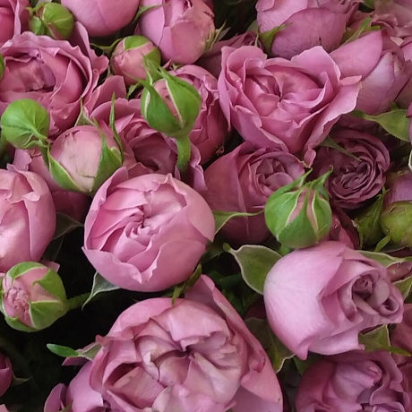 Монобукет из пионовидной розы №2 - Фото 5