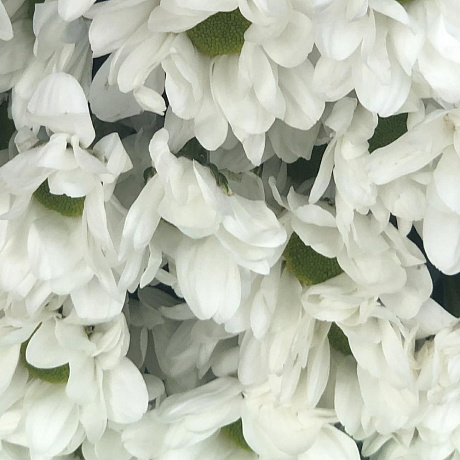 Букет из 5 кустовых хризантем №160 - Фото 5