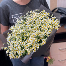 25 кустовых ромашек 