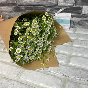 Танацетум 19 штук