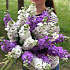 Букет цветов Душистая маттиола - Фото 3