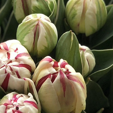 Пионовидные тюльпаны 51 шт - Фото 5