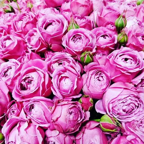 Букет цветов Мисти Баблс №160 - Фото 2