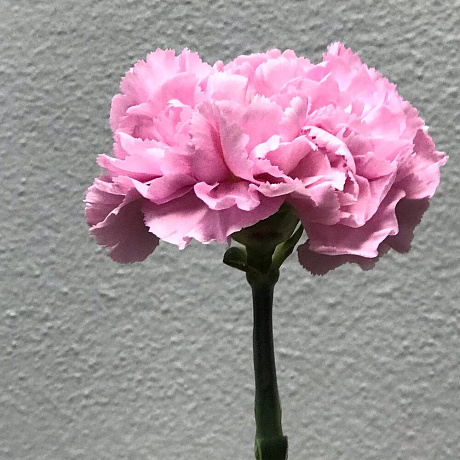 Цветок Dianthus нежно розовый - Фото 2
