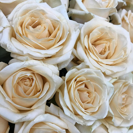 Корзины с цветами.  Кремовые розы. 151 роза. N377 - Фото 4