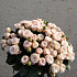 51 кустовая кремовая роза - Фото 2