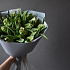 Тюльпаны «Пэррот» 15 шт - Фото 3