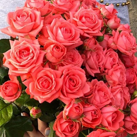 Кустовая роза Барбадос №165