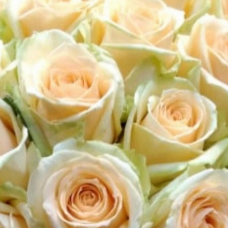 39 кремовых роз в шляпной коробке - Фото 4