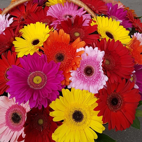 Букет из герберы №160 - Фото 4