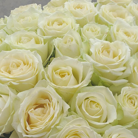 Белые розы 31 - Фото 5