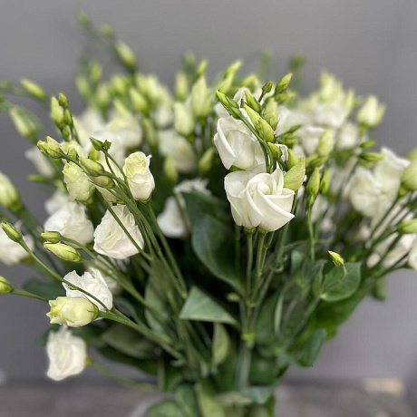 Эустомо Белая - Фото 5