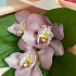 Букет-комплимент из розовых орхидей - Фото 5