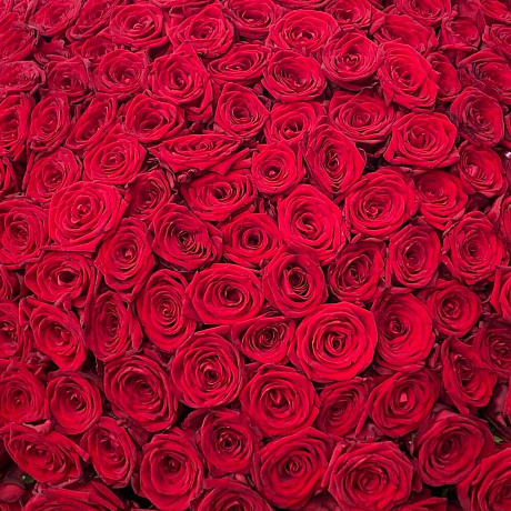 251 роза - Фото 5