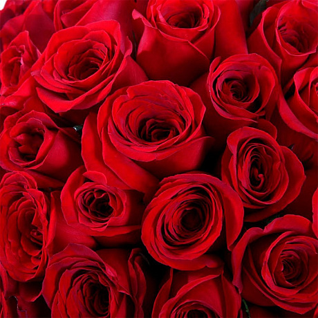 101 красная роза Фридом - Эквадор (70 см) - Фото 3