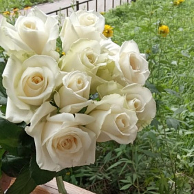 Букет из 9 белых роз №160