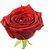 Роза сорта Red Naomi 50 см - Фото 1