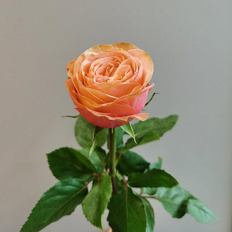 Букет цветов Клубничная карамель - Фото 3