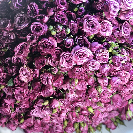 101 кустовая роза Бомбастик - Фото 3