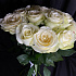 Роза Афина - Фото 1
