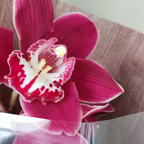 Букеты цветов Ветка орхидеи №160 - Фото 4