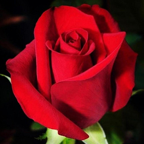 Букет цветов Красная классика №160 - Фото 3