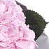 Букет из 3 розовых гортензий №3 - Фото 4
