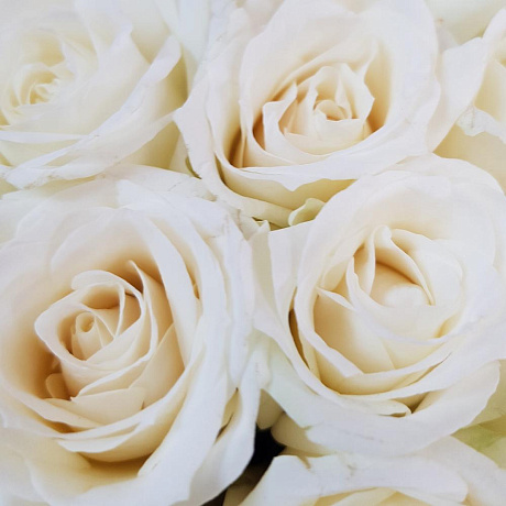 Коробка из 19 белых роз - Фото 4