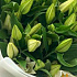 Букеты с лилиями №167 - Фото 5