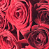 51 красная роза (Голландия 70см) - Фото 6