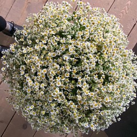 Букет цветов "Ромашковое поле" №181