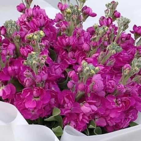 Букет цветов Мотиоло пинк - Фото 3