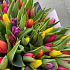 Тюльпан разноцветные - Фото 6