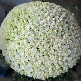 Корзина из 555 белых роз