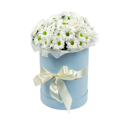 7 Белых Ромашковых хризантем в голубой шляпной коробке №153 - Фото 1