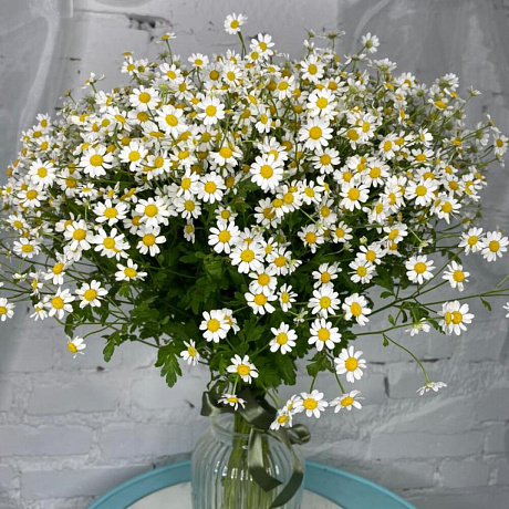 25 танацетума - Фото 1