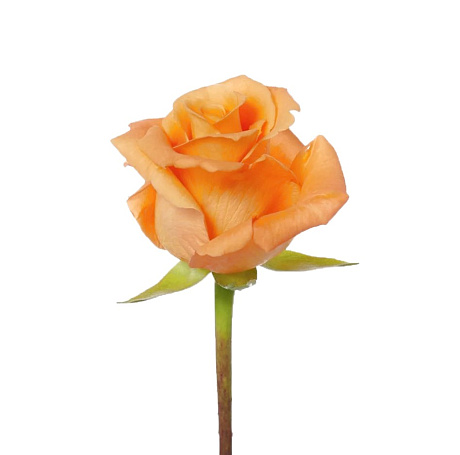 Оранжевая роза поштучно 40 см - Фото 1