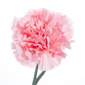 Гвоздика розовая