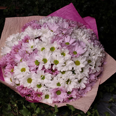Букет Хризантема кустовая в розовой упаковке  - Фото 1
