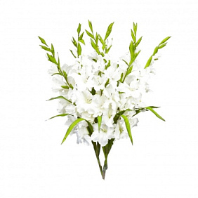 Букет белоснежные гладиолусы 5шт