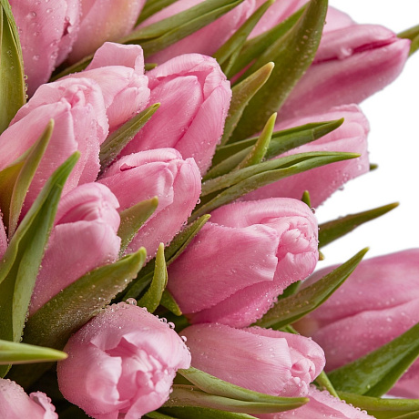 59 розовых тюльпанов в большой белой шляпной коробке №531 - Фото 1