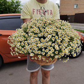 Ромашки в корзине №163