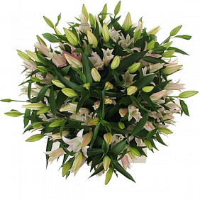 35 розовых лилий