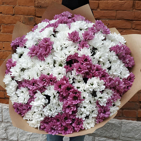 Букет из 65 хризантем - Фото 1