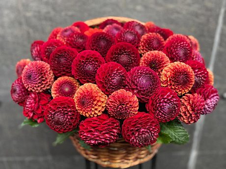 Букеты с георгинами №175 - Фото 1